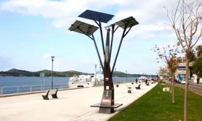solarno drvo u sibeniku