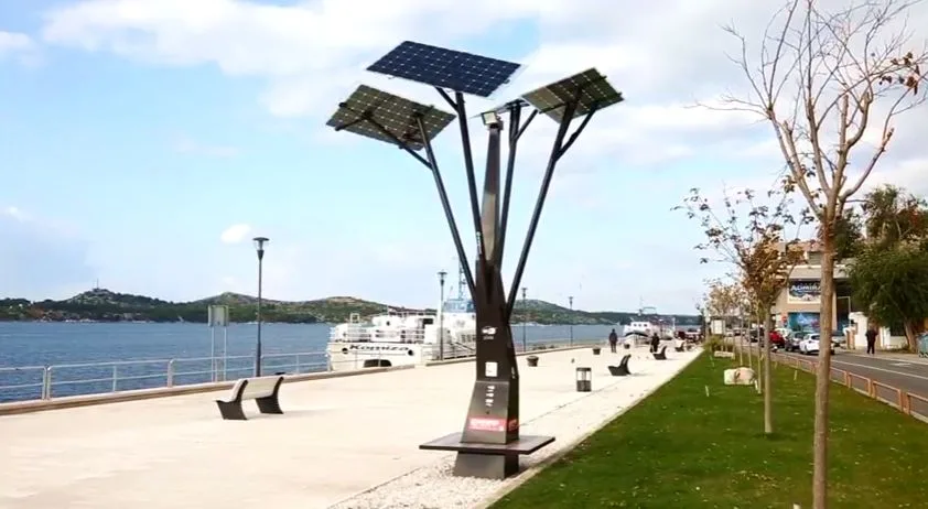 solarno drvo u sibeniku jpg