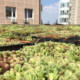 foto: Green Decor doo / kasete za zelene krovove su jedinstvene po svojim rešenjima za uklapanje i navodnjavanje