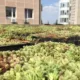 Kasete zelenih krovova u kompletu sa supstratom i sedumima
