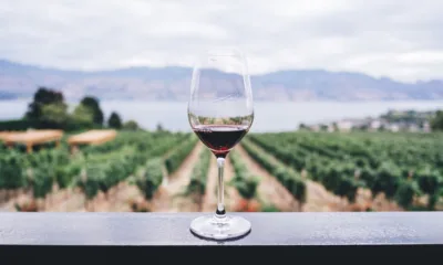 Čaša vina na terasi sa pogledom na vinograd
