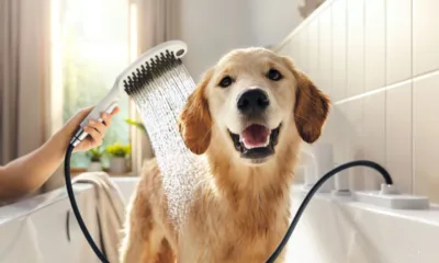 hansgrohe DogShower