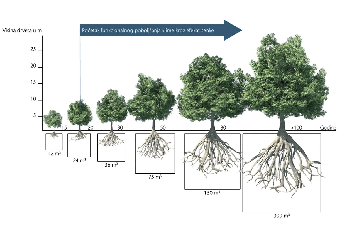 Stvaranje senke od rasta samog drveta i krošnje