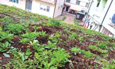 Zeleni krov