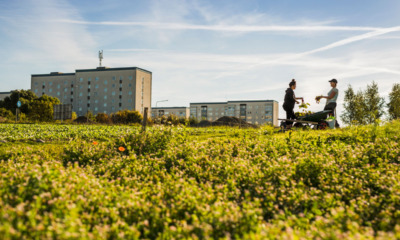 Zeleni krov podstiče biodiverzitet u urbanim sredinama