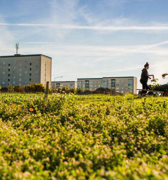 Zeleni krov podstiče biodiverzitet u urbanim sredinama