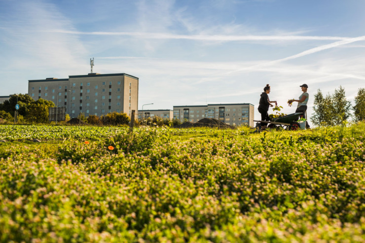 Zeleni krov podstiče biodiverzitet u urbanim sredinama