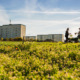 Zeleni krov podstiče biodiverzitet u urbanim sredinama
