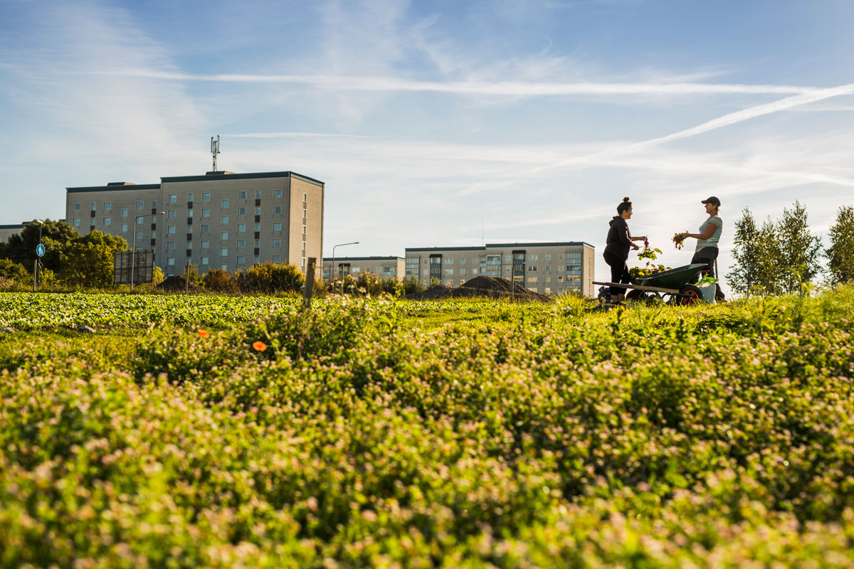 Zeleni krov podstiče biodiverzitet u urbanim sredinama