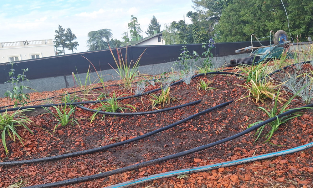Postavljanje zelenog krova / foto: BioPixel