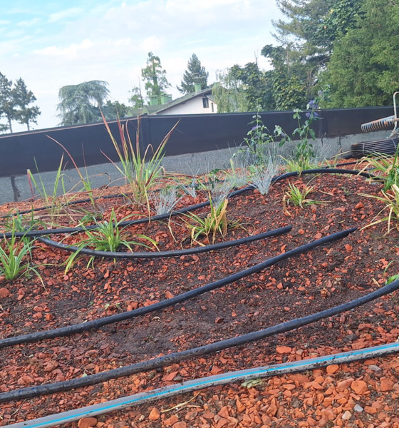 Postavljanje zelenog krova / foto: BioPixel
