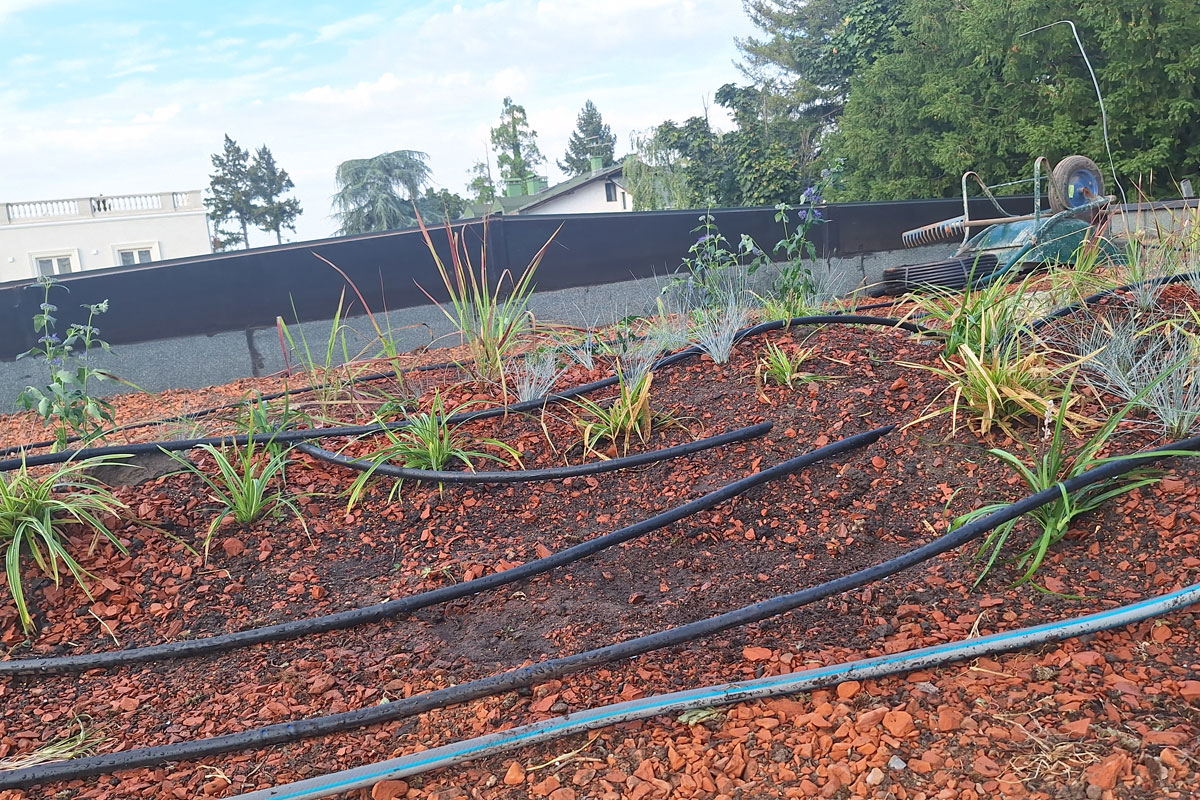 Postavljanje zelenog krova / foto: BioPixel