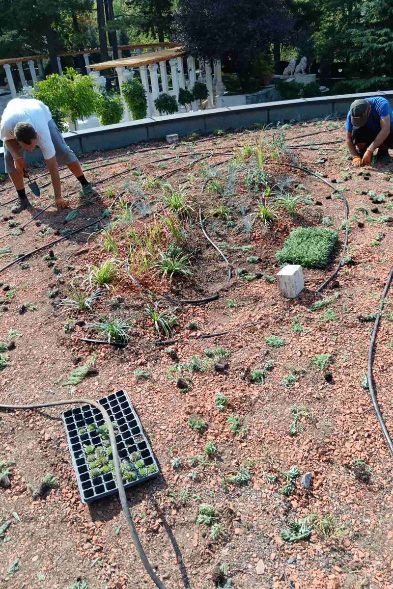 Postavljanje zelenog krova / foto: BioPixel